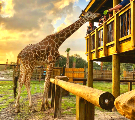 Wild Florida Safari Drive Thru Park