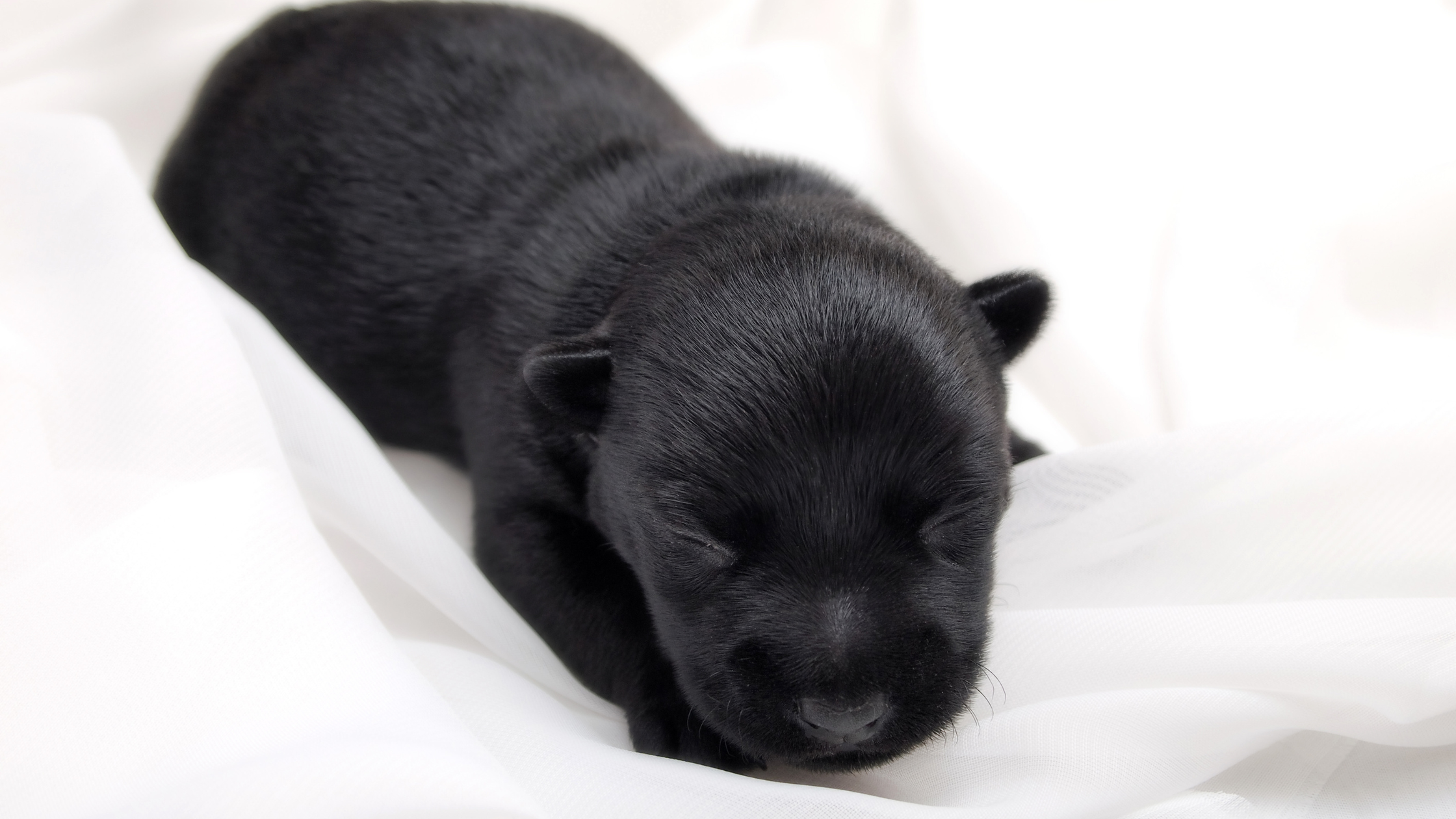 A Scottish Terrier puppy laying on a blanket