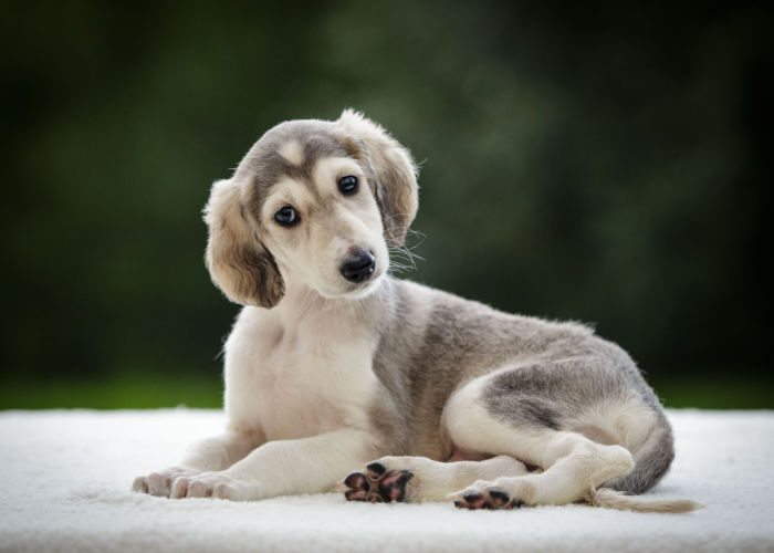 A Saluki puppy