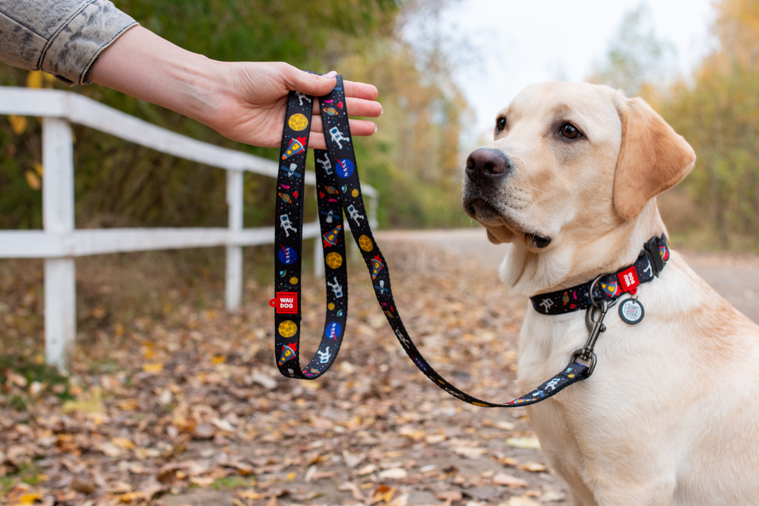 dog accessories