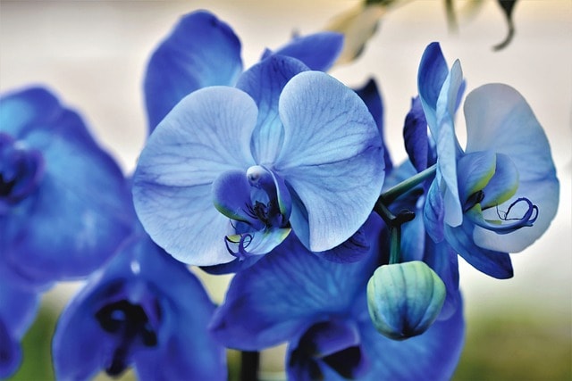 orchids, flower background, blue, flowers, blue orchids, blue flowers, petals, flower wallpaper, blue petals, bloom, blossom, flora, nature, plants, flowering plants, close up, exotic, tropical, beautiful flowers, orchids, orchids, orchids, orchids, orchids, blue, flowers, blue flowers, blue flowers, blue flowers