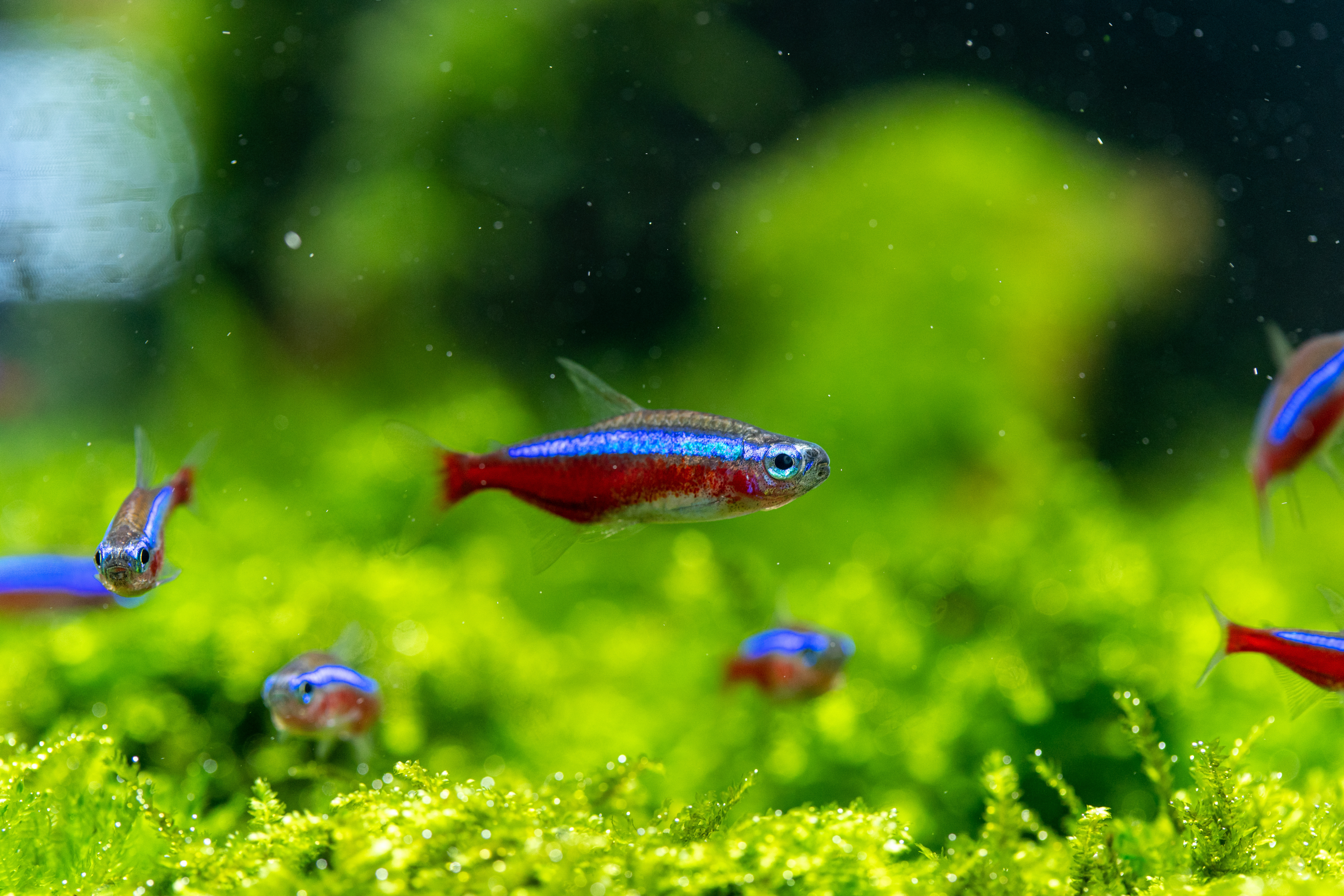 How to take care of Neon tetras - Help Guides