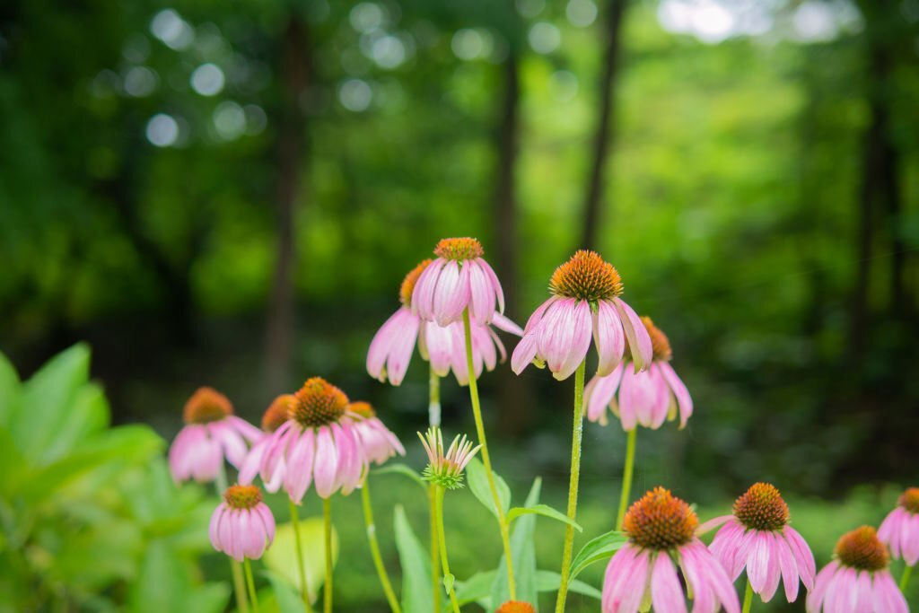 🌼Explore Enchanting Flowers that Start with E