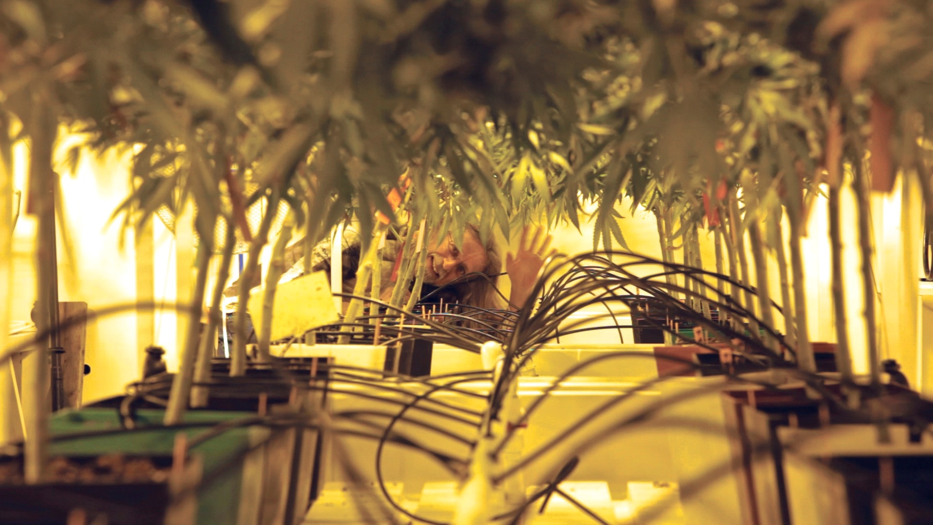 how watering can stave off nutrient lockout