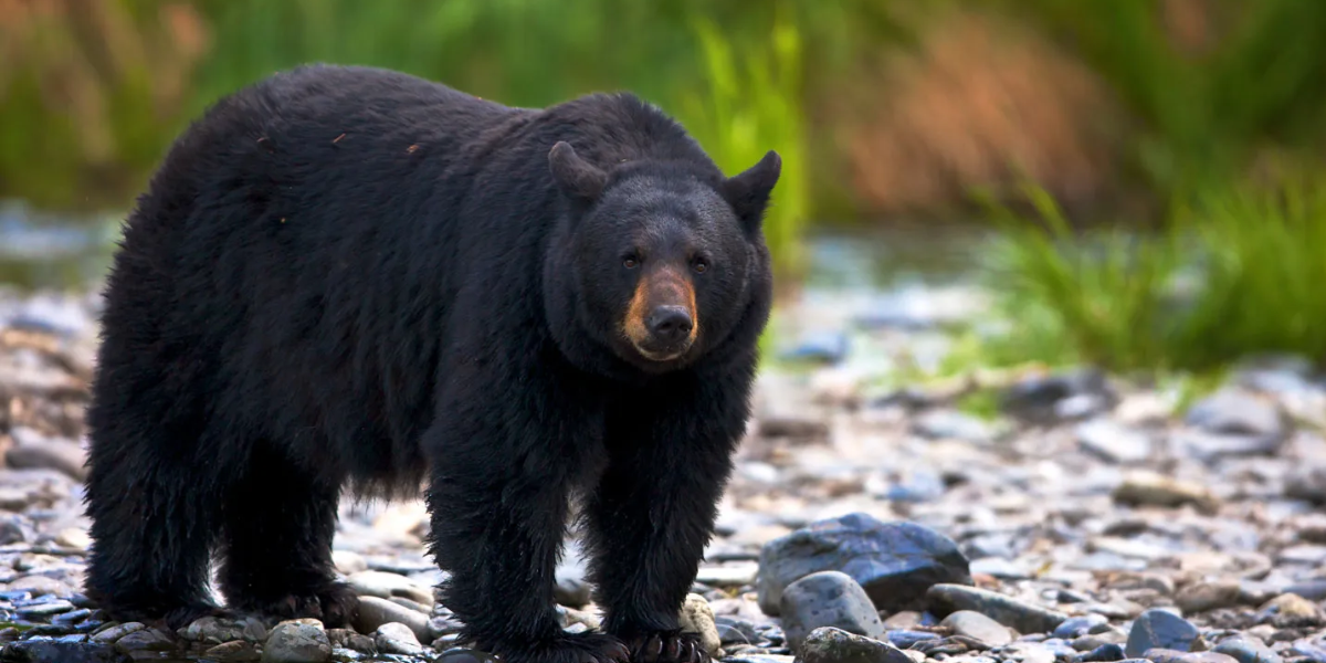 Black bears, most dangerous animals