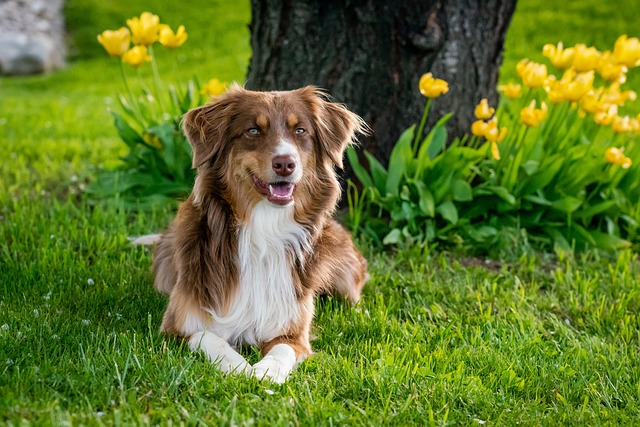 australian shepherd, dog, nature, do australian shepherds shed, dog hair, double coat, aussie shedding, dog breed