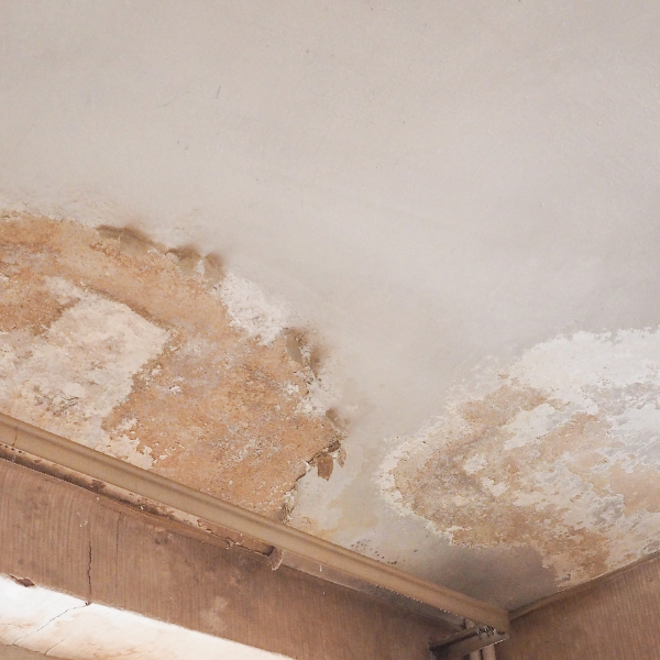 An image showing structural damage caused by moisture and pests.