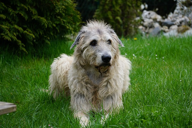 irish wolfhound, dog, gentle giant