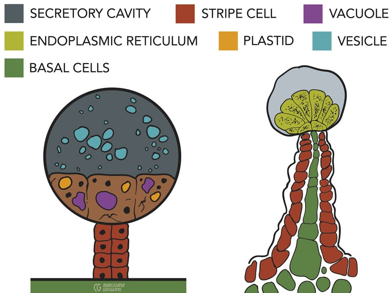 Capitate-stalked resin glands are full of chemical activity. This is where the majority of cannabinoids occur.