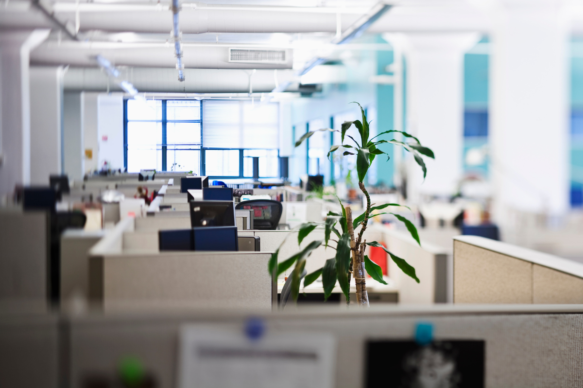 Incorporating plants into cubicle decor for a refreshing workspace