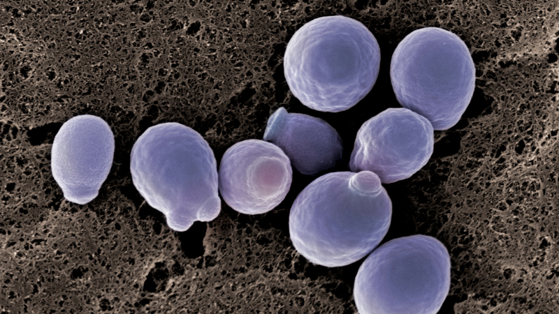 Eine Darstellung von Candida albicans unter dem Mikroskop, um die Hefepilzstruktur zu zeigen.