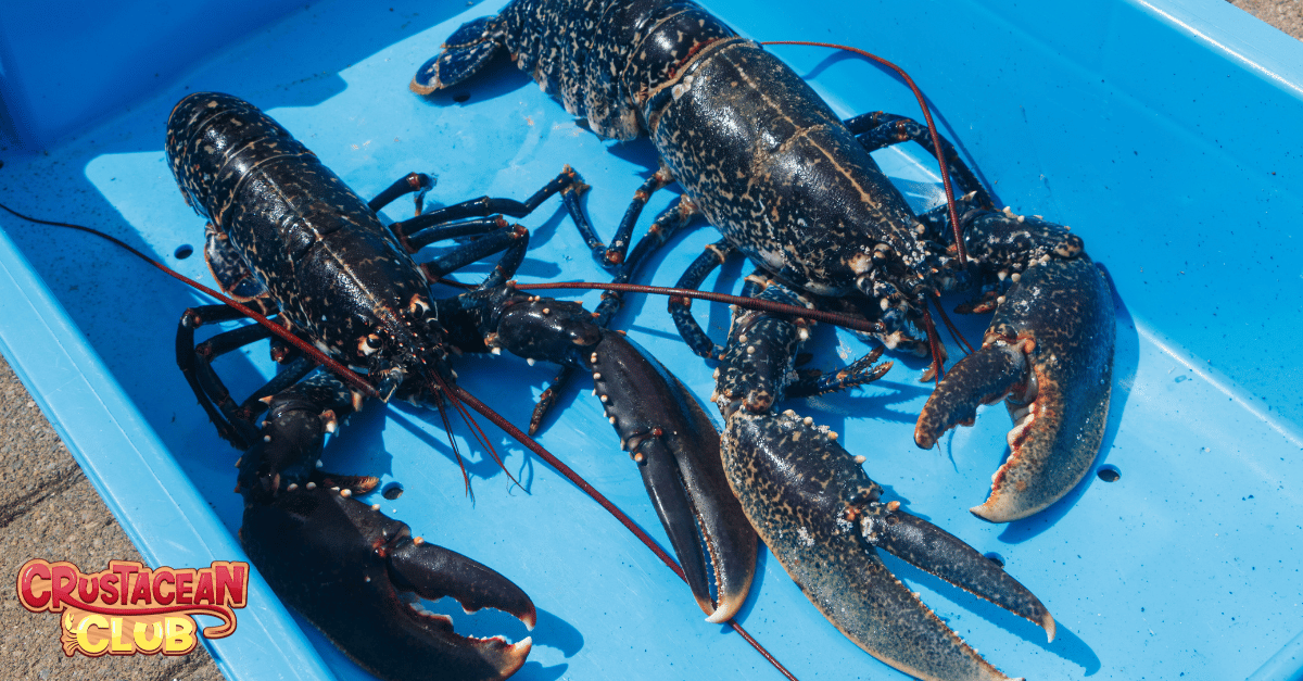 Learning to read lobster body language