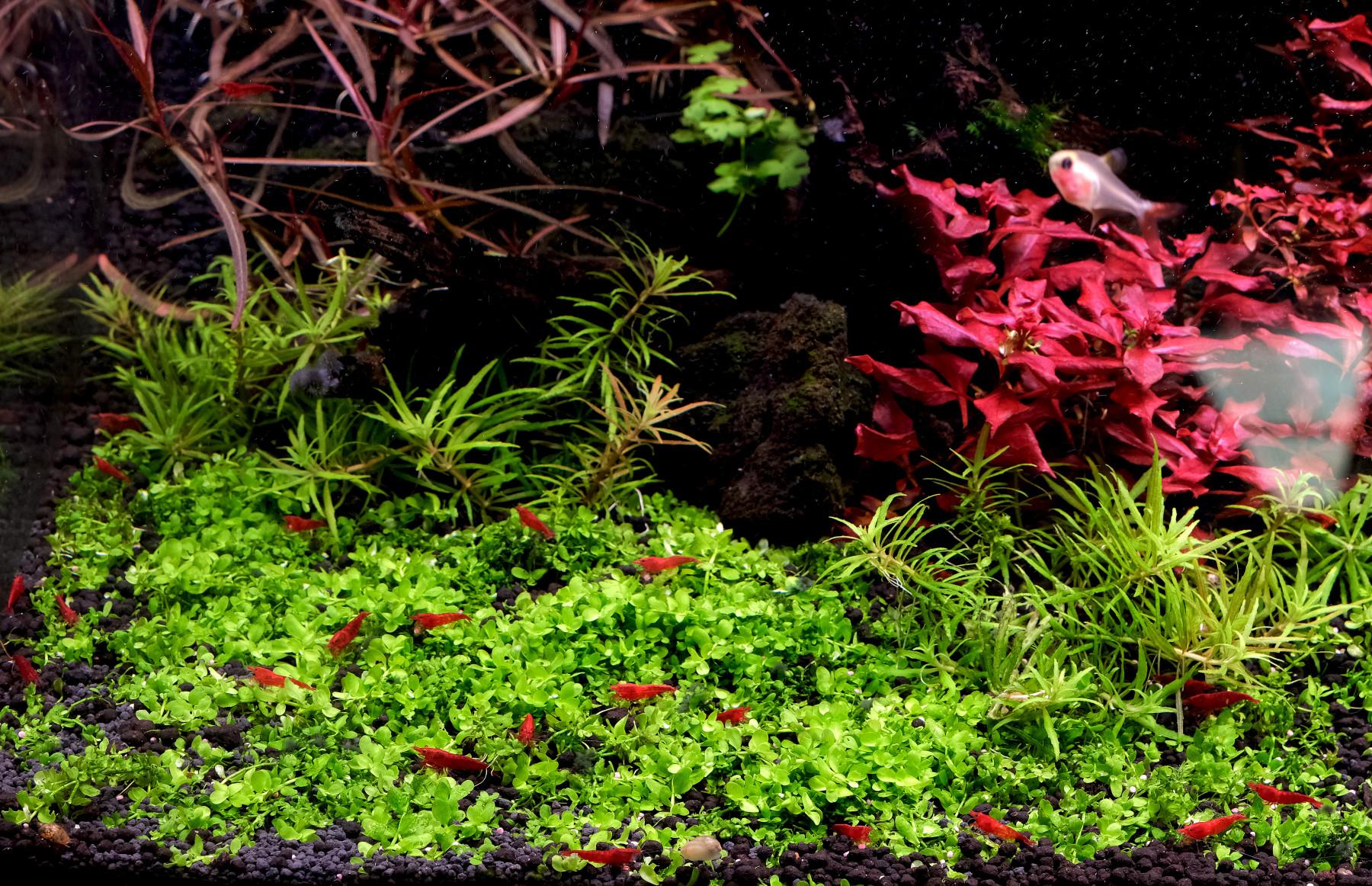 Several Neocardina Cherry shrimp on a carpet in a planted aquarium