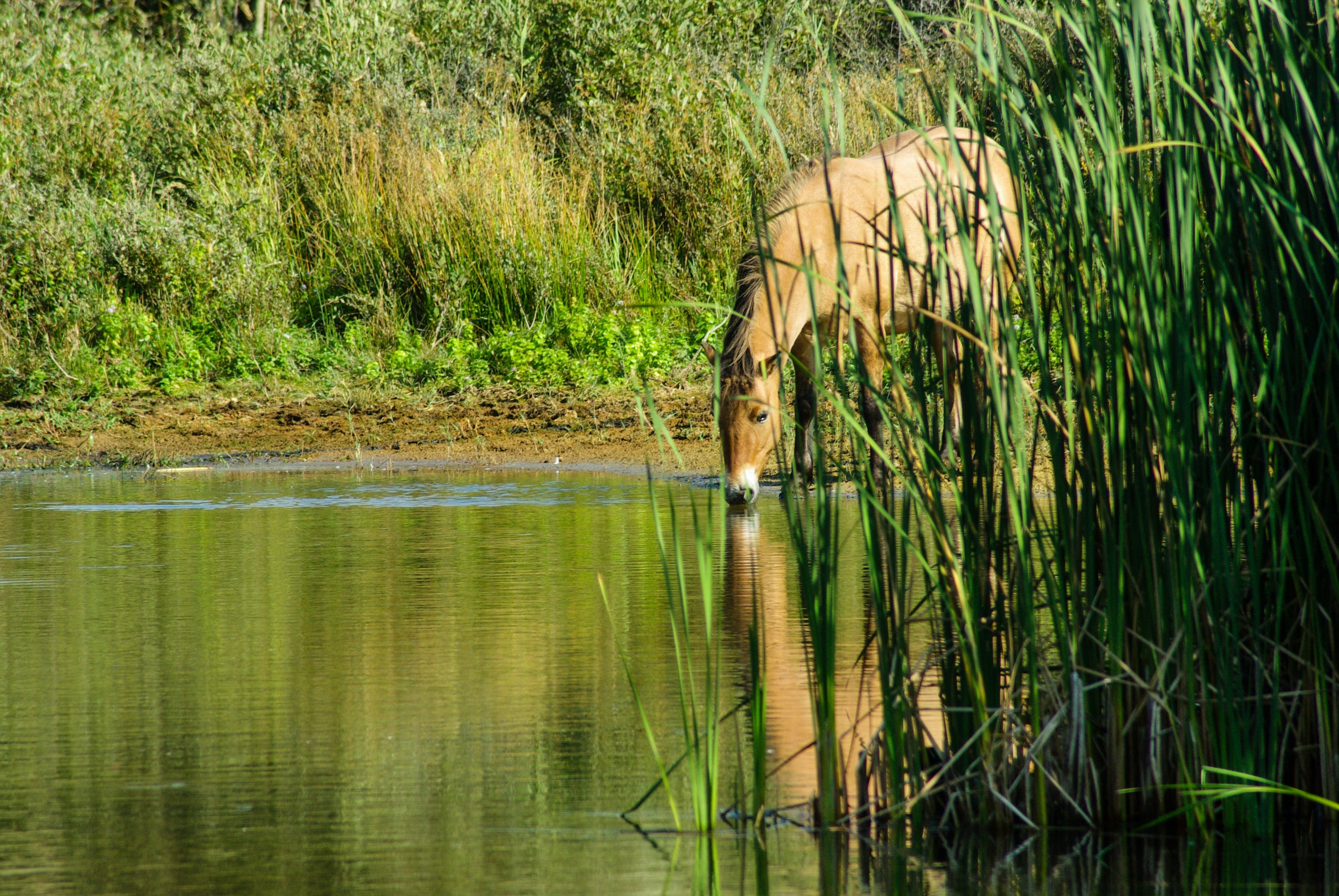 Horse drinking from a lake