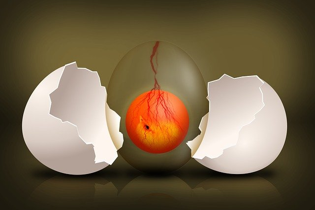 embryo, chick, egg