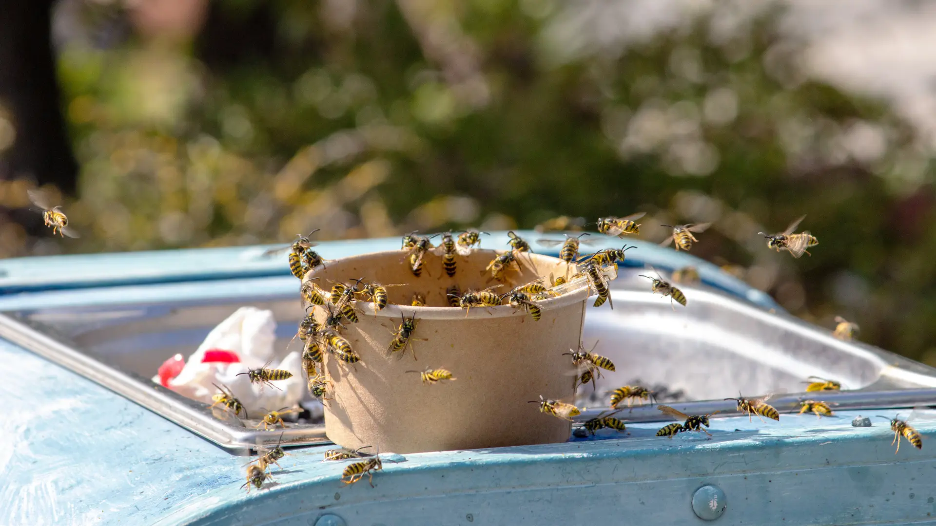 Yellowjackets swarming leftover food in a cup outside.