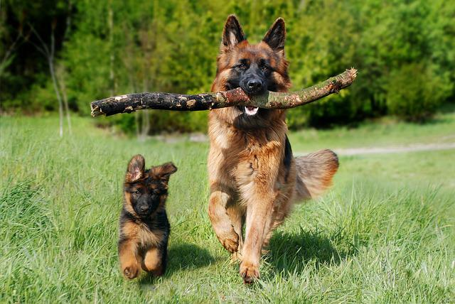 shepherd dog, puppy, dog