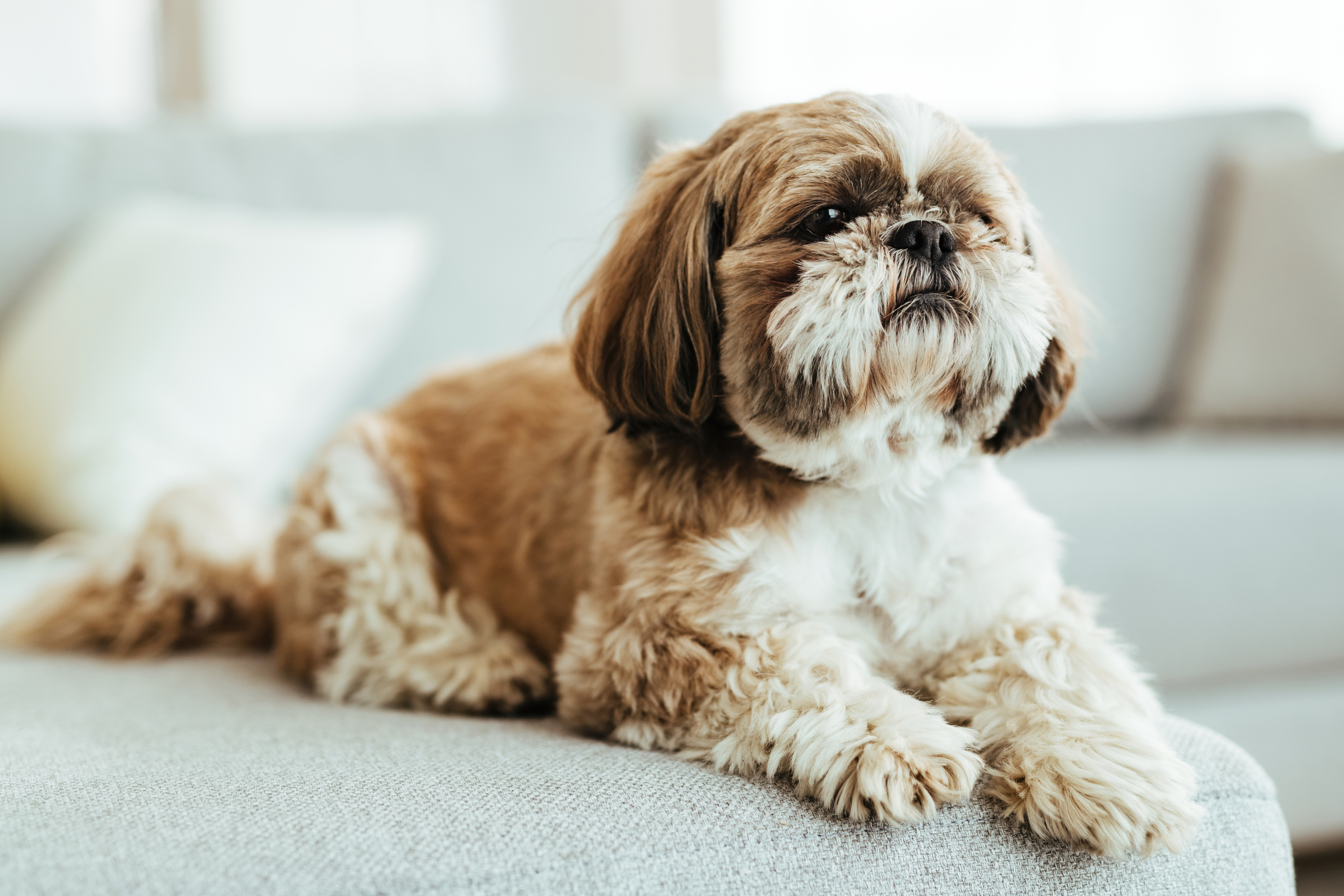 shih tzus good family dog, small dogs, toy breeds