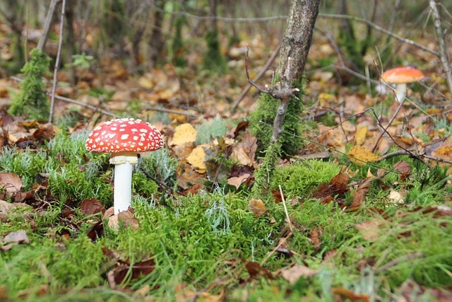 mushroom, utrecht, autumn