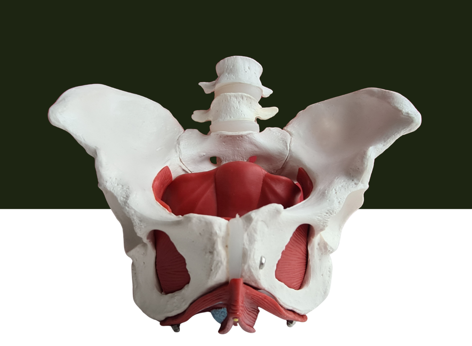 pelvic floor exercises for men