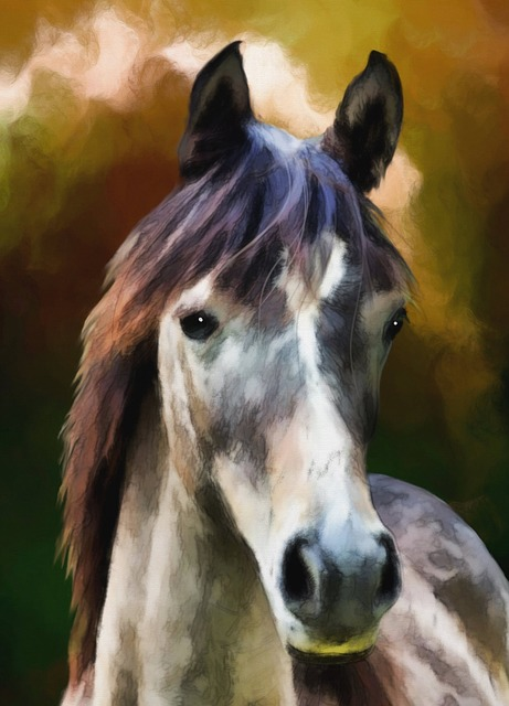 horse, nature, horse portrait