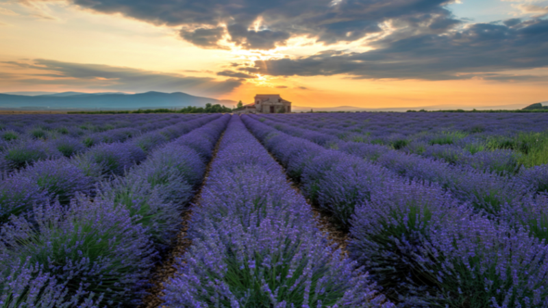 die ätherischen Öle des Lavendel sollen für Ruhe und Ausgeglichenheit sorgen
