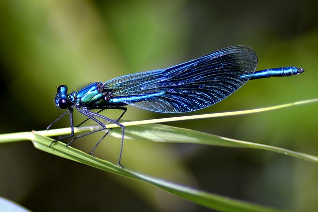 dragon-fly, blue, blue dragonfly