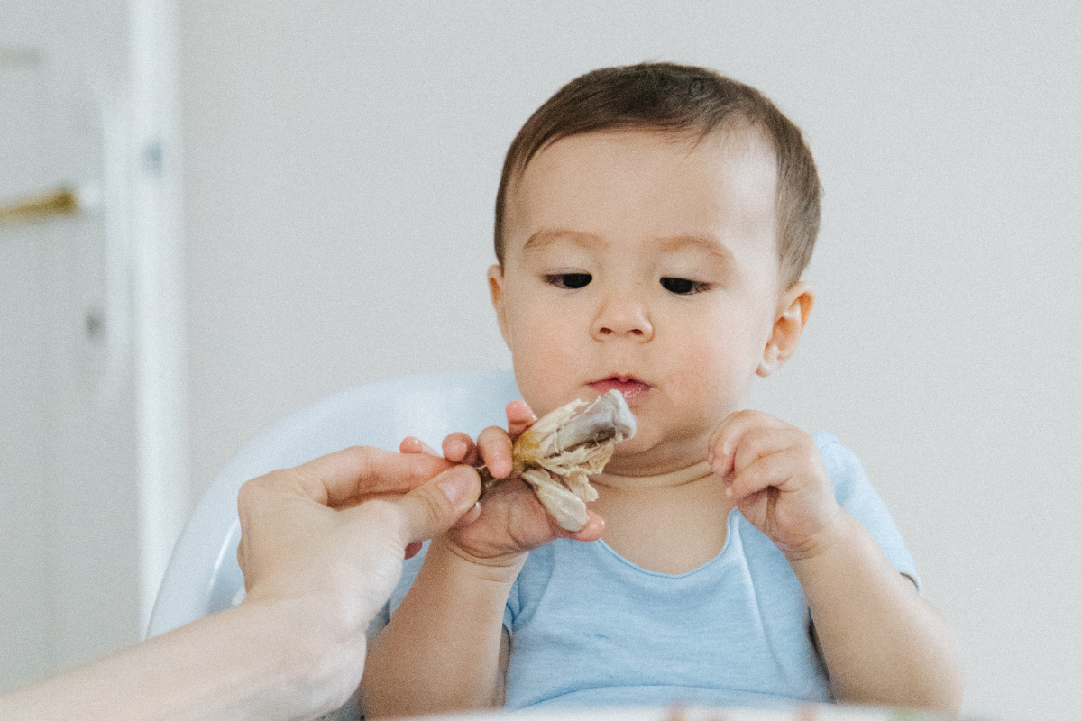 baby eating chicken wing off the bone