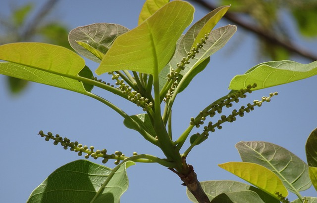 plant, terminalia bellirica, bahera