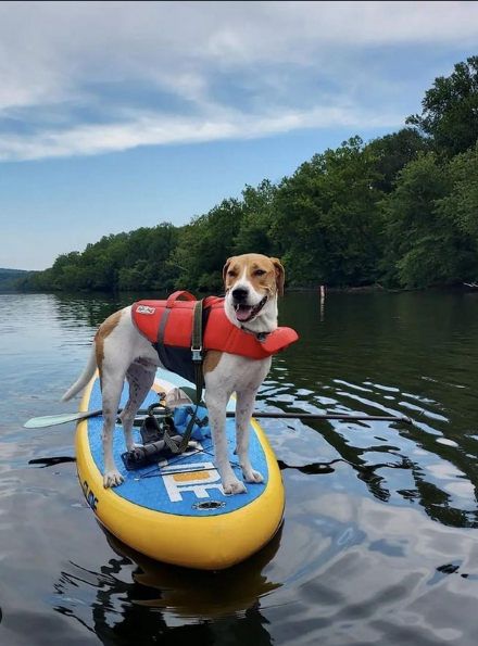 hull configuration helps go in a straight line,inflatable paddleboards with a pointed nose can be sup racing boards, inflatable stand up paddling is fun