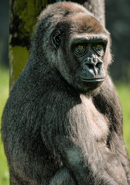 gorilla, ape, primate, mammal, western lowland gorilla, nature, animal, wildlife, critically endangered