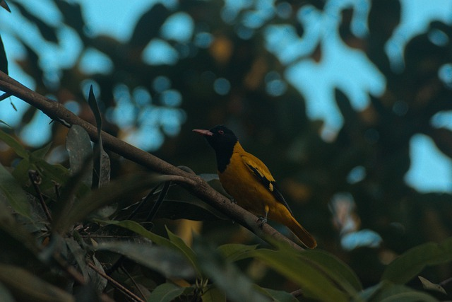 Black-hooded oriole, Birds that start with H