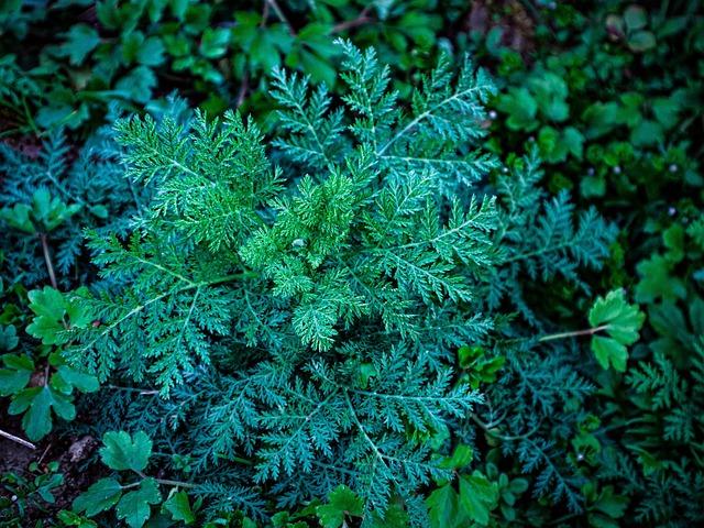sweet wormwood, sweet annie, sweet sagewort, annual mugwort, annual wormwood, artemisia annua, plants, nature, sweet wormwood, artemisia annua, artemisia annua, artemisia annua, artemisia annua, artemisia annua