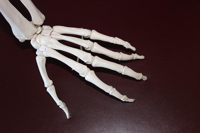 skeleton, hand, bones
