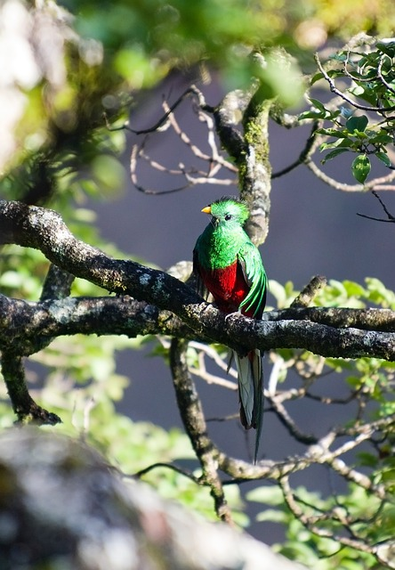 quetzal, bird, wild bird