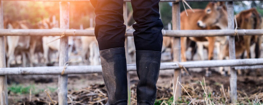 Maul- und Klauenseuche Pferd, Maul- und Klauenseuche MKS