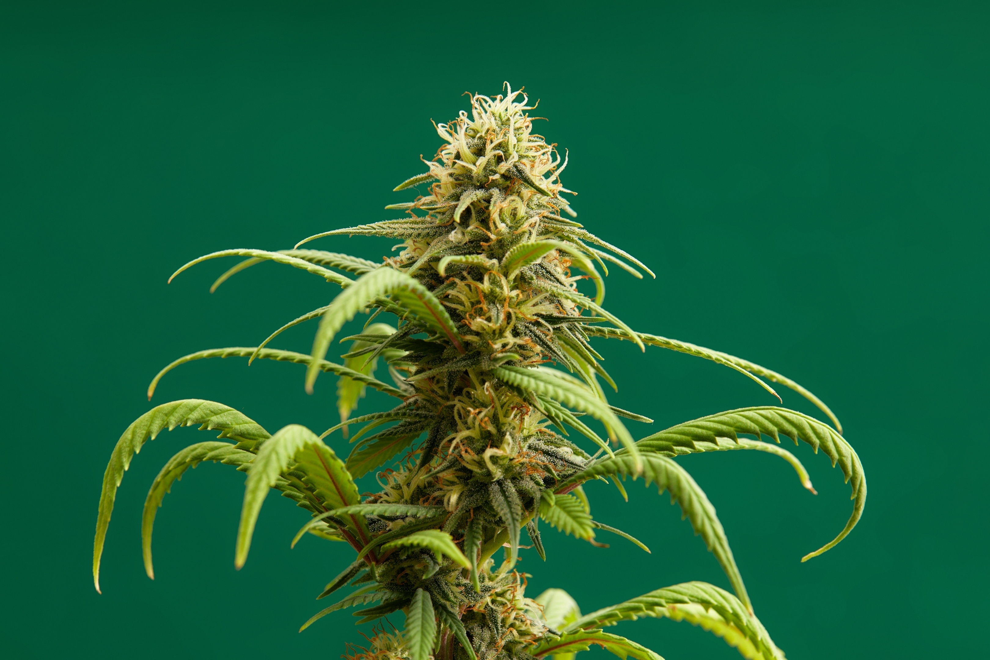best weed strains, best cannabis strain, popular weed strains in 2024, indica sativa and hybrid