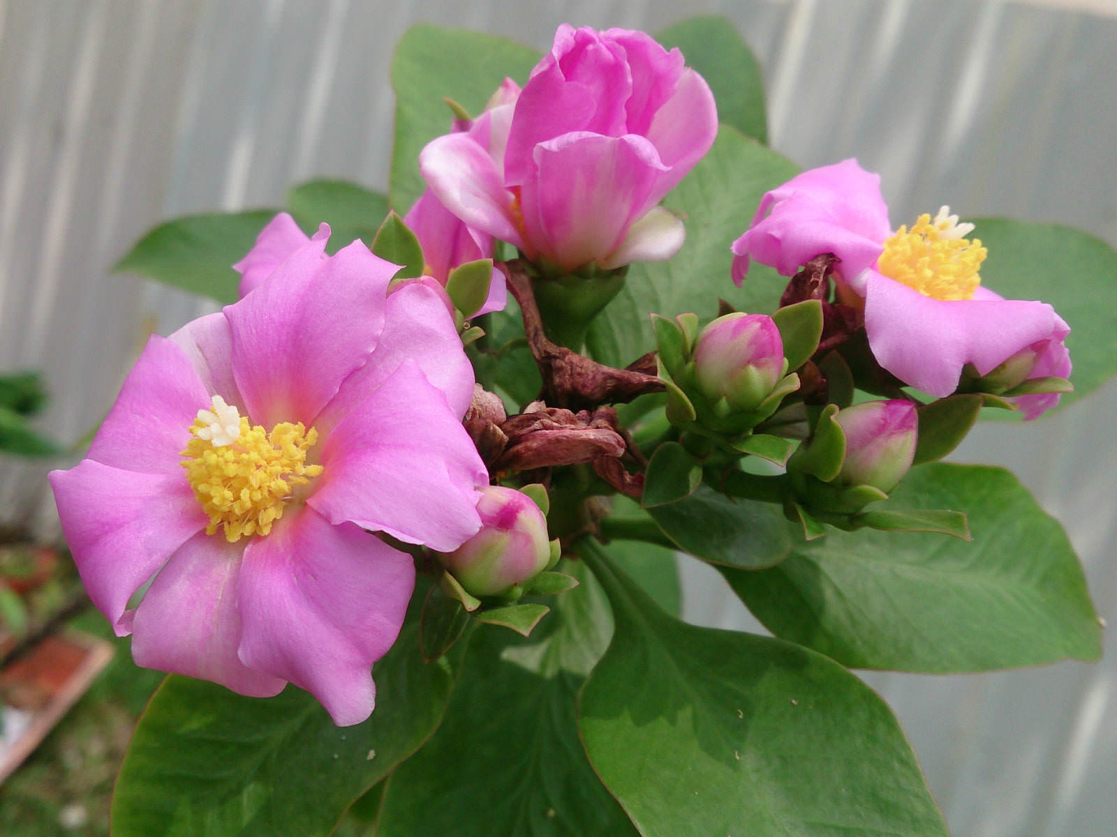 wax rose, cultivated cacti