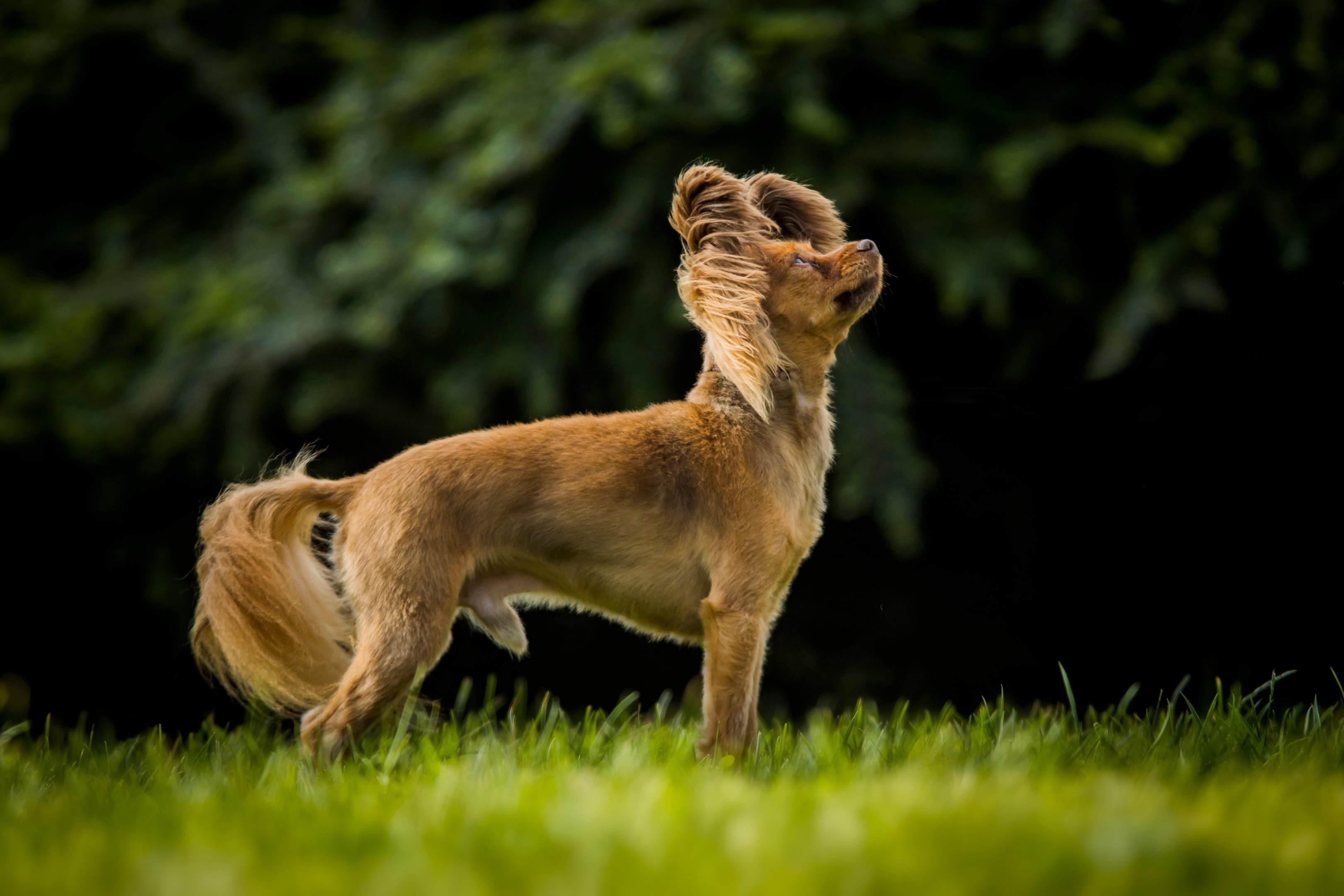 A side view of a longhaired Russian Toy Terrier