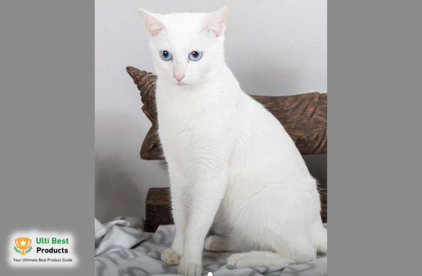 Khao Manee Image Credit: Pinterest in a post about 26 of The Best White Cat Breeds