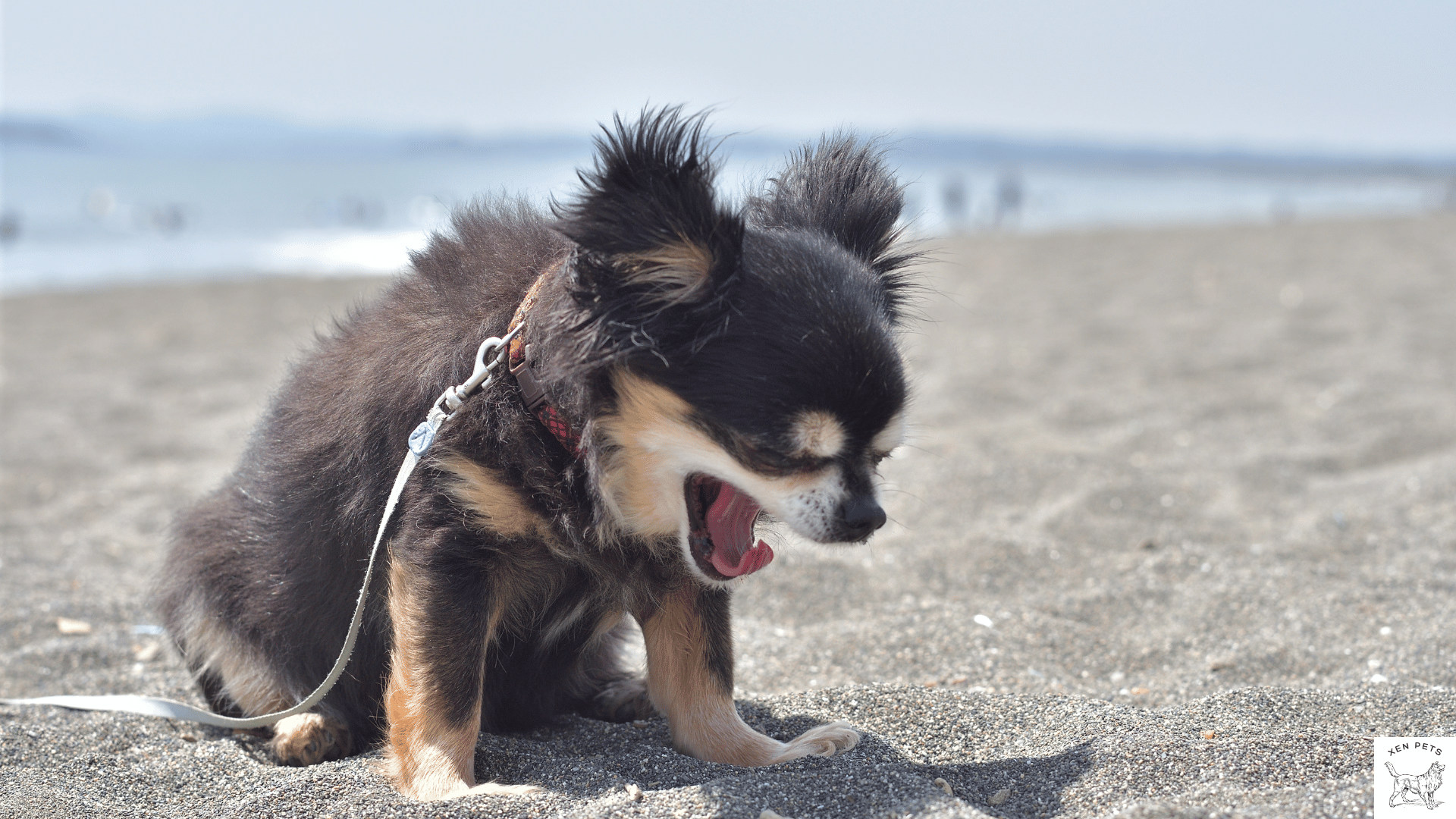 dog sneezing from allergies