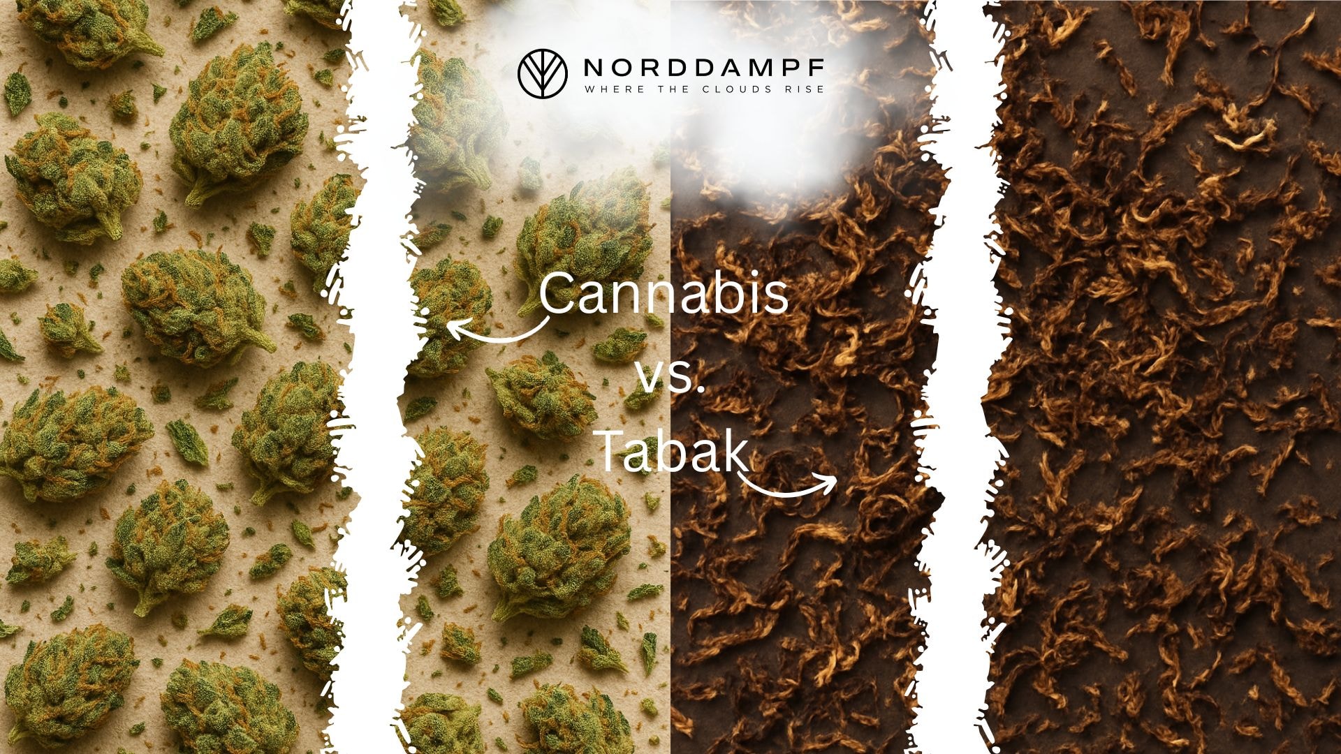 Cannabis vs. Tabak