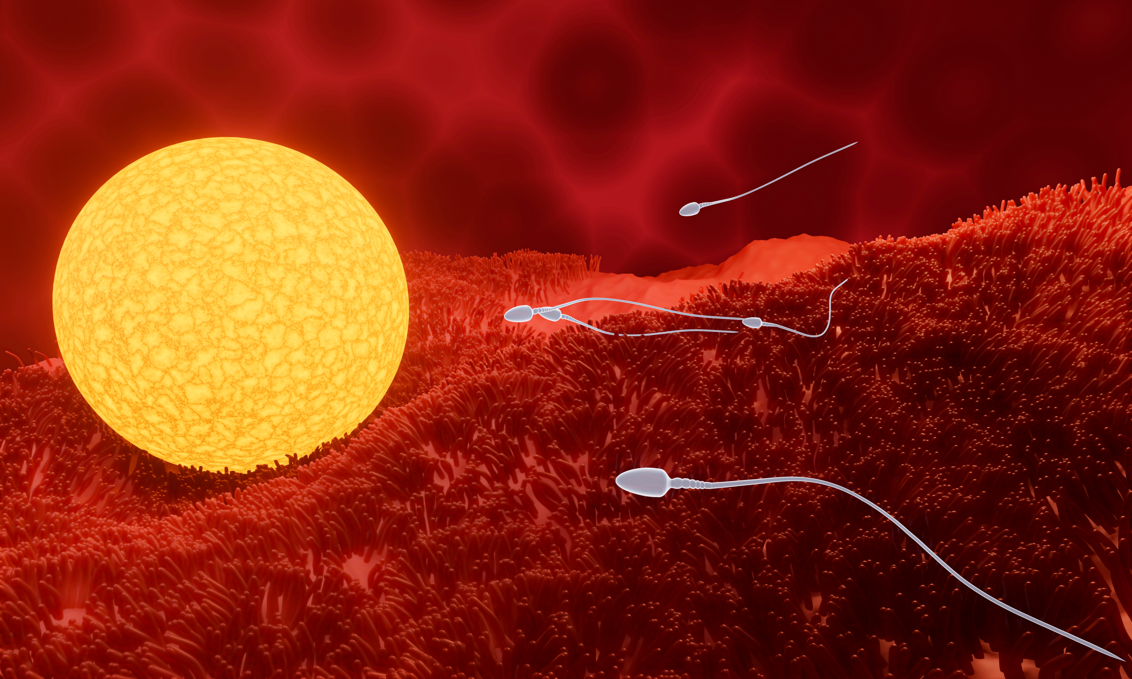 The sperm travelling towards the egg can irritate the uterus.