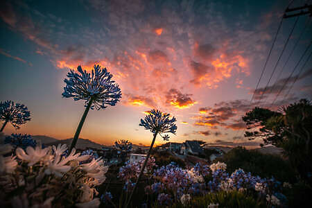New Zealand Vacation, Wildflower as the sun sets