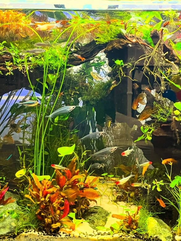 Regular attention to environment ensures the planted aquarium remains vibrant and resilient