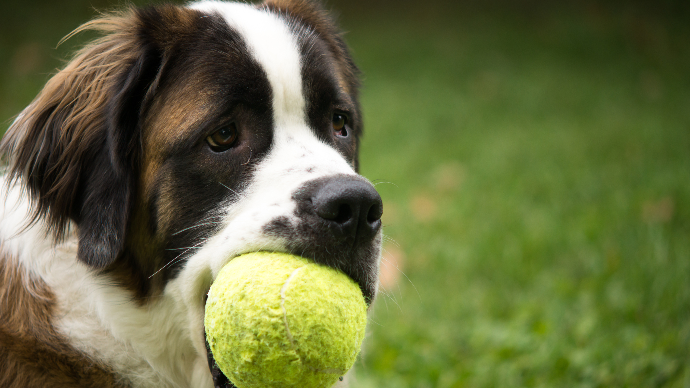 An adult Saint Bernard playing with a tennis ball