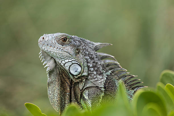 Do Iguanas Lay Eggs? - Exotic Pet Secrets