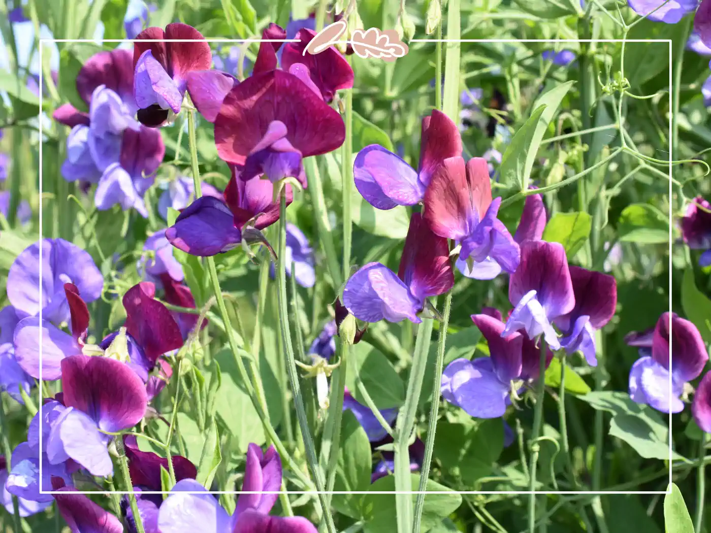 A vibrant mix of purple and magenta sweet pea flowers in a garden. Fabulous Flowers and Gift