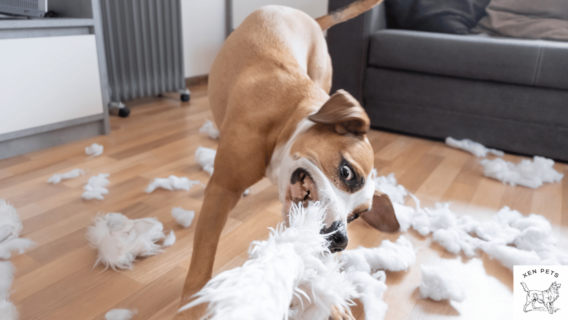 hyper dog destroying the house