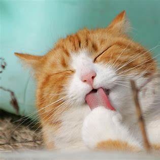 Oranje kat likt poot intensief, ogen dicht
